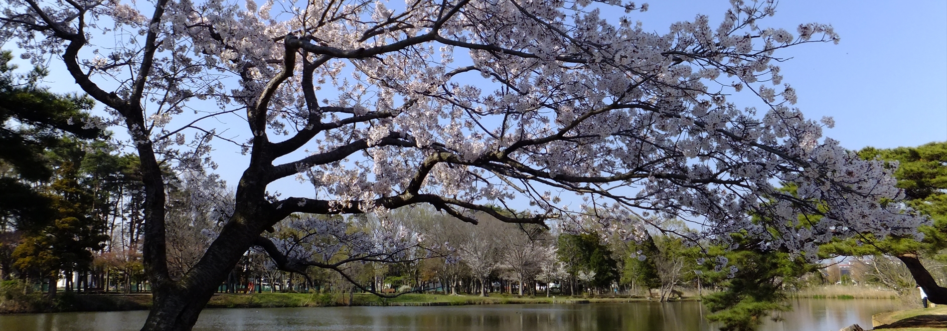 大島公園西自治会
